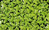 Duckweed (Lemna Minor) - 200 Live Plants (100) by...