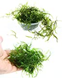Live Aquarium Plants Java Moss for Freshwater Fish...