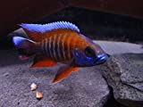 Nationwide Fish Live Fish - 6 Eureka Red Peacock...