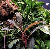 Bucephalandra Godzilla Loose Live Aquarium Plant...