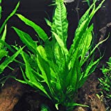 Java Fern Bare Root | Microsorum Pteropus - Low...