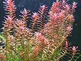 liveaquaticplants2016 5 Stems rotala rotundifolia