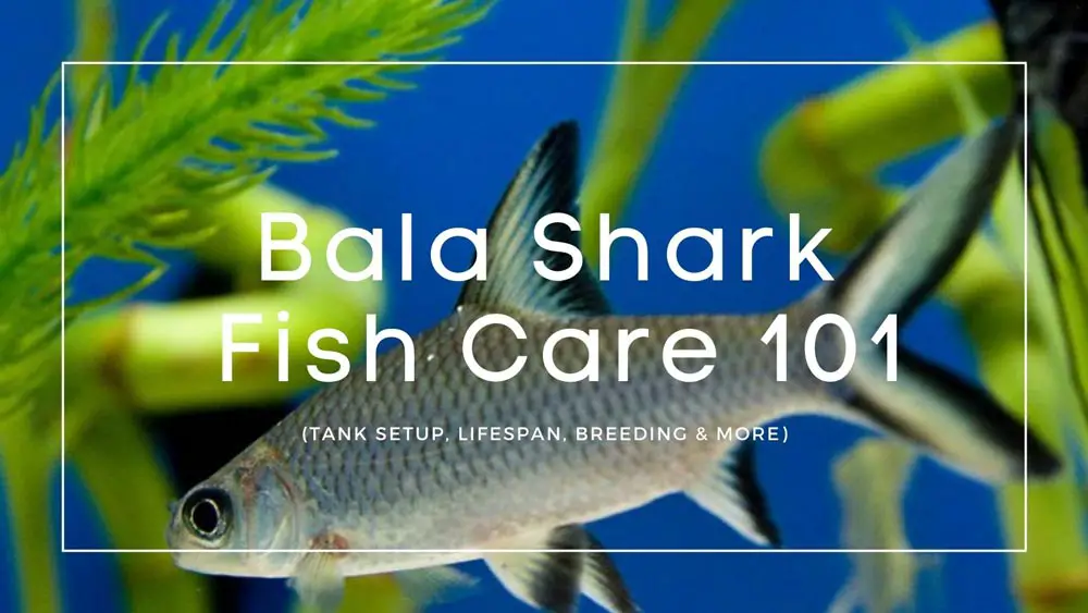 Bala-Shark-care-guide