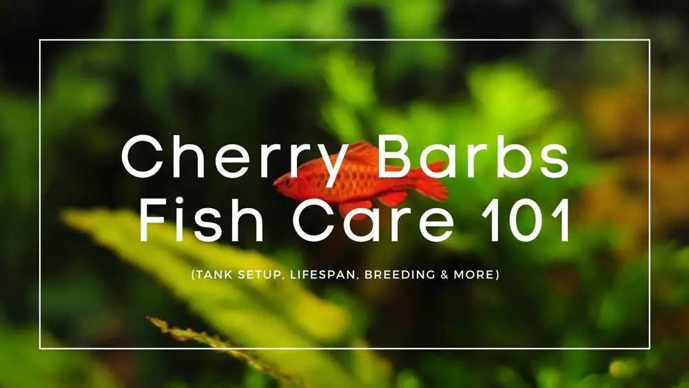 Cherry-Barbs-care-guide