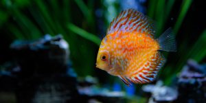 Why Are Discus Fish So Expensive