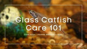 Glass-Catfish