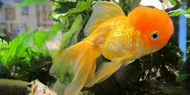 goldfish aquarium fish