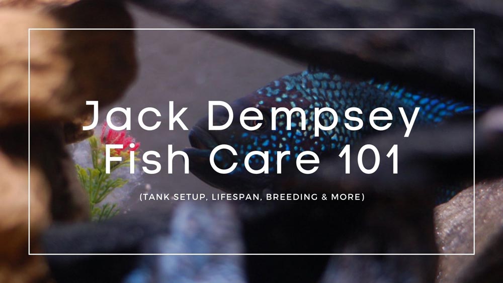 Jack-Dempsey-Fish care