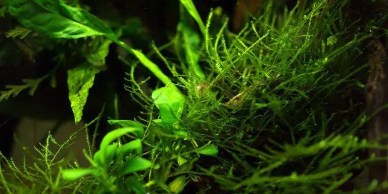 15 Best Freshwater Aquarium Plants for Beginners: The Complete Species ...