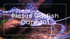 Pictus-Catfish