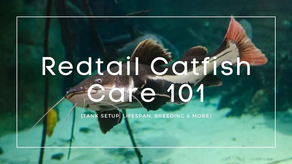 Redtail-Catfish-Care