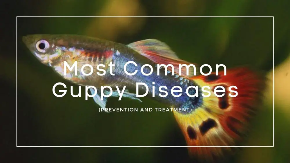 Guppy Diseases