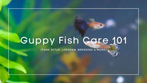 Guppy-Fish-Care