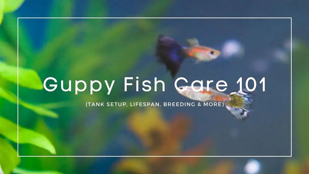 Guppy-Fish-Care