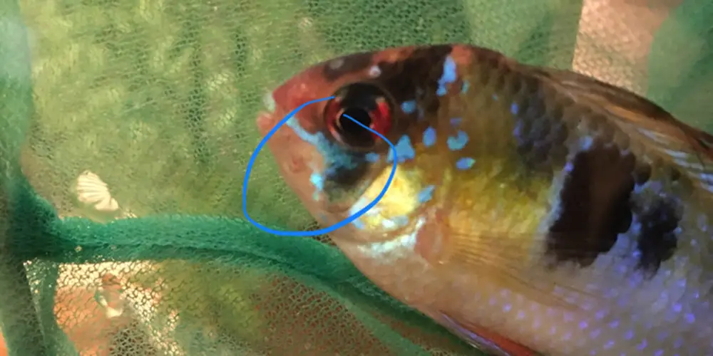 Hole in the Head Guppy