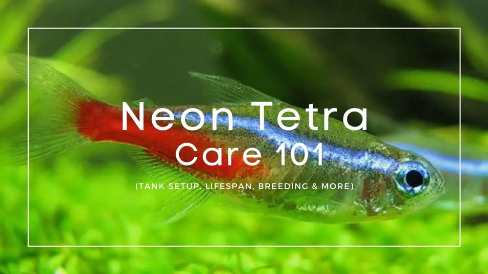 Neon-Tetra-care