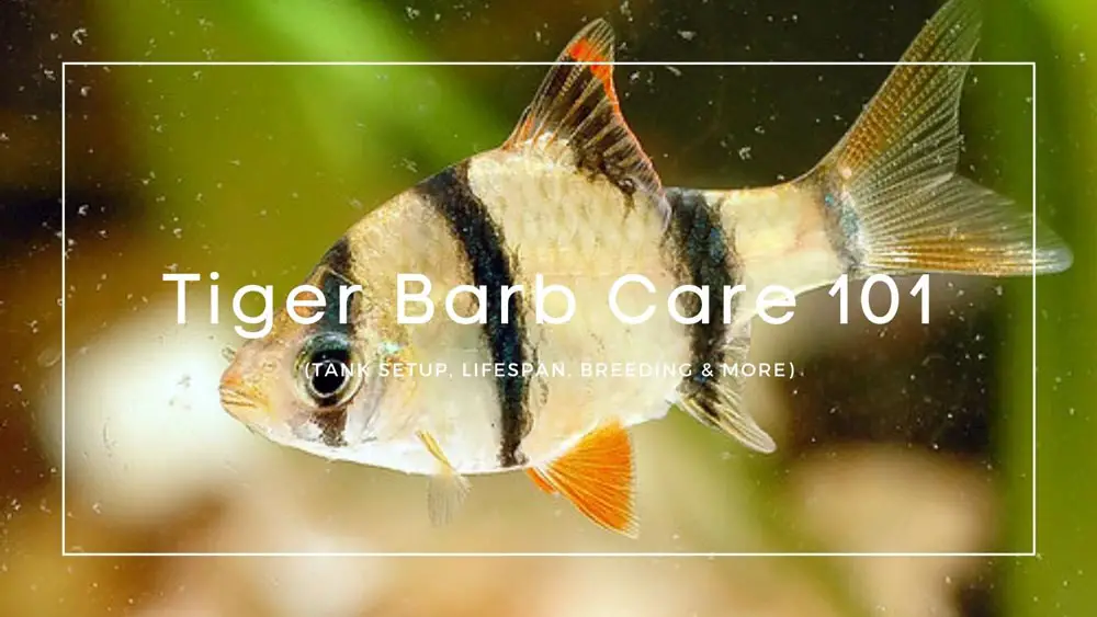 Tiger-Barb-care