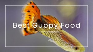Best-Guppy-Food
