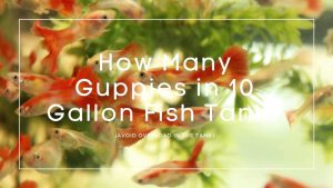 How-Many-Guppies-in-10-Gallon-Fish-Tank