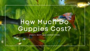 How-Much-Do-Guppies-Cost