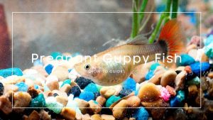 Pregnant-Guppy-Fish