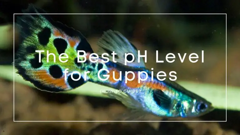 The Best pH Level for Guppies | Aquarium Fish City