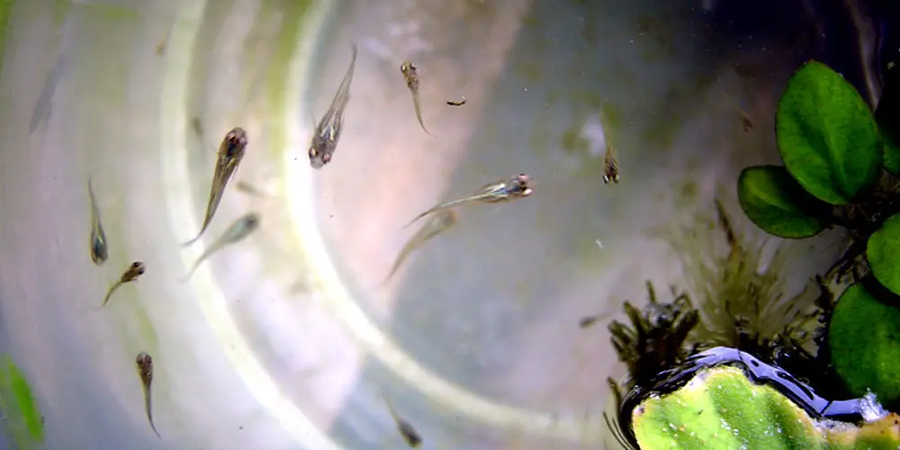 Can guppies have dried bloodworms?