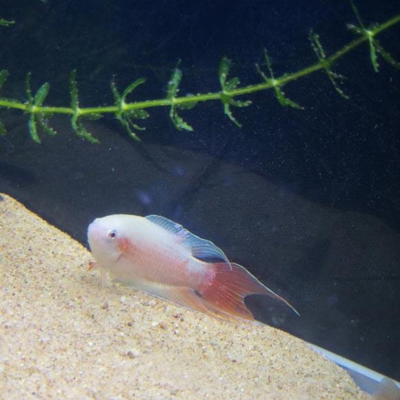 Betta Fish Has A White Tumor