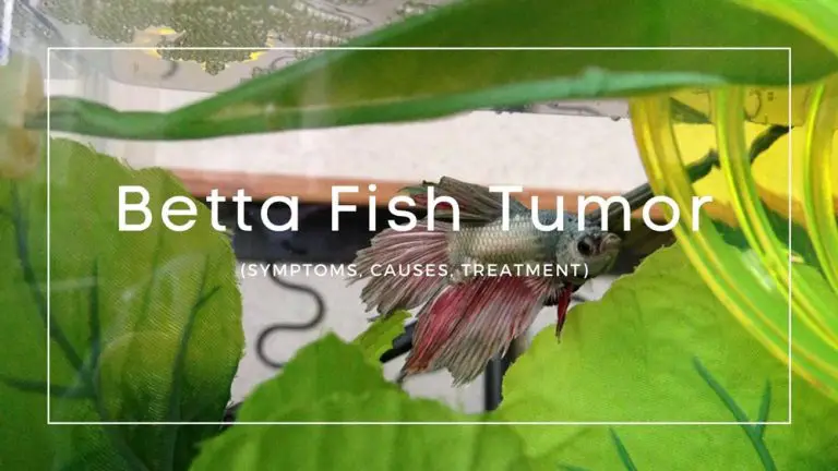 Betta Fish Tumor