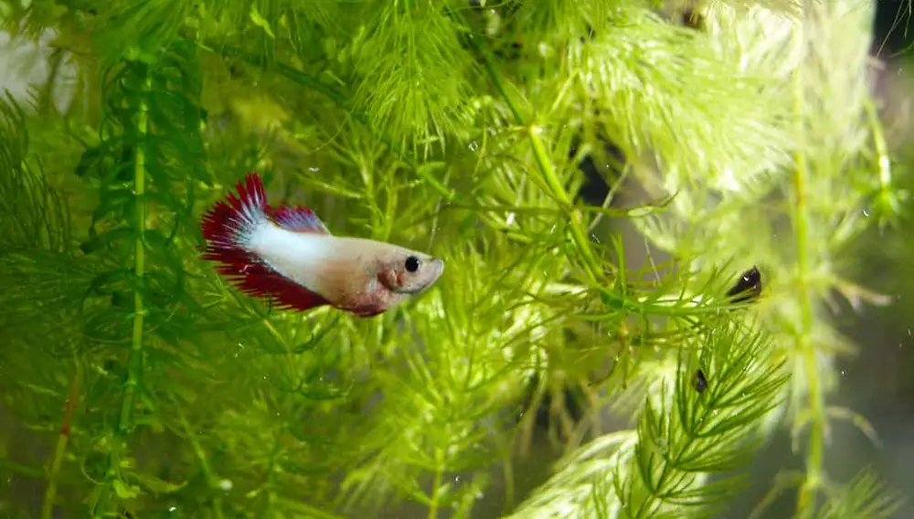 [2021] Betta Fish Tank Mates | Huge List Of 50+ Fish That Can Live With