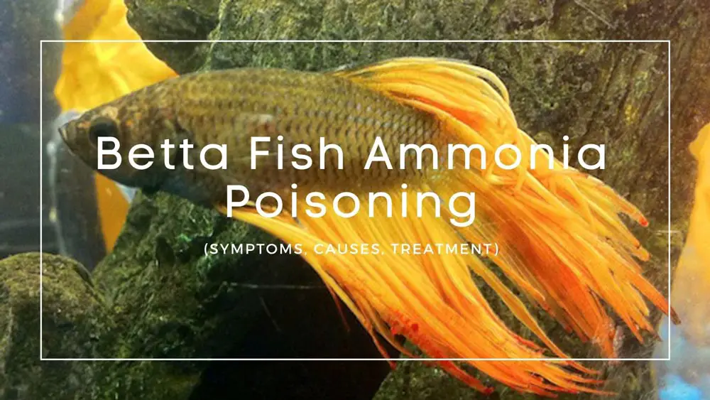 Betta Fish Ammonia Poisoning