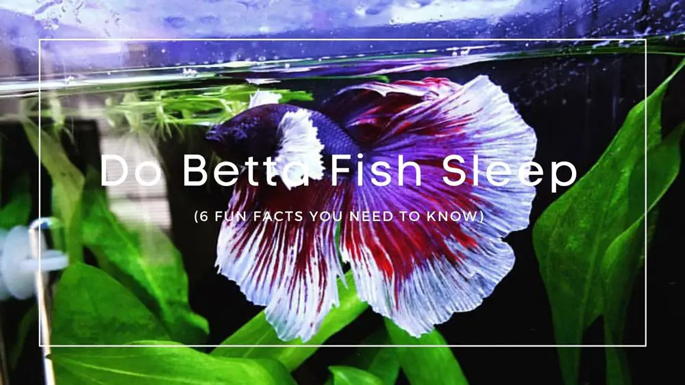 Do Betta Fish Sleep
