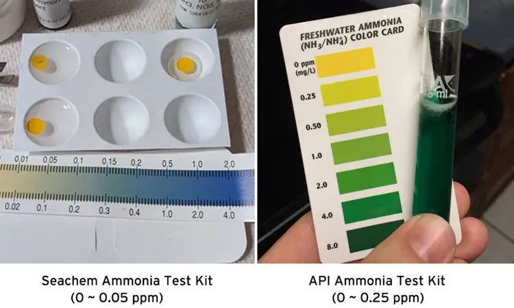 What is a Safe Ammonia Level for Betta Fish