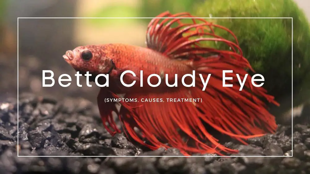 Betta Cloudy Eye