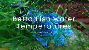 Betta Fish Water Temperatures