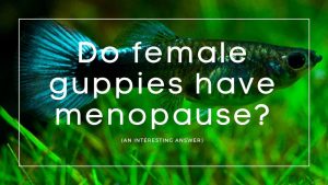 Do guppies have menopause