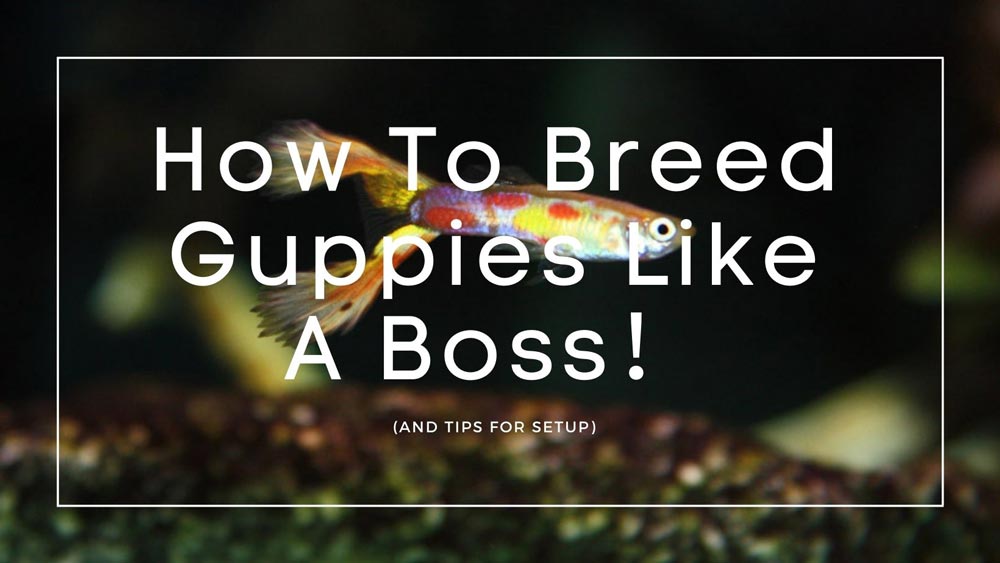 How To Breed Guppies