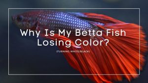 Betta Fish Losing Color