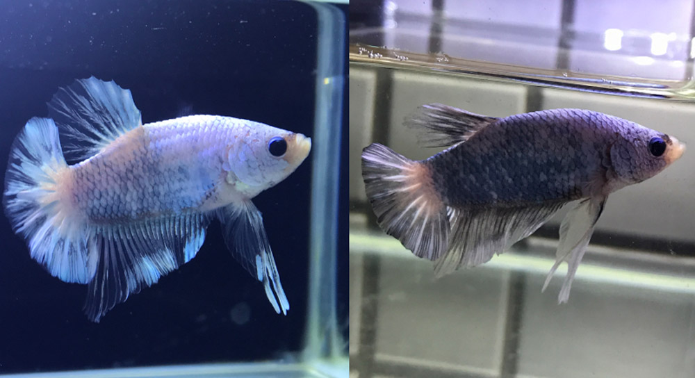Your-Betta-is-Turning-Black