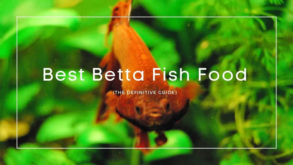 Best Betta Fish Food