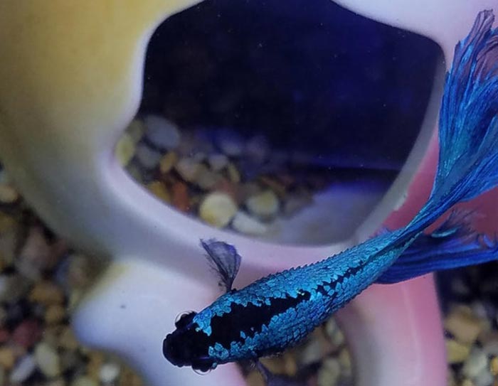 Betta-pineconing