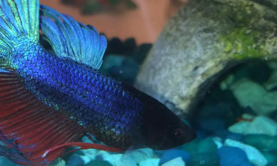 Constipated Betta has a Bloated Belly