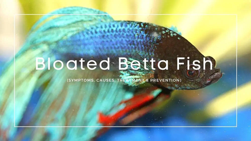 Bloated Betta Fish