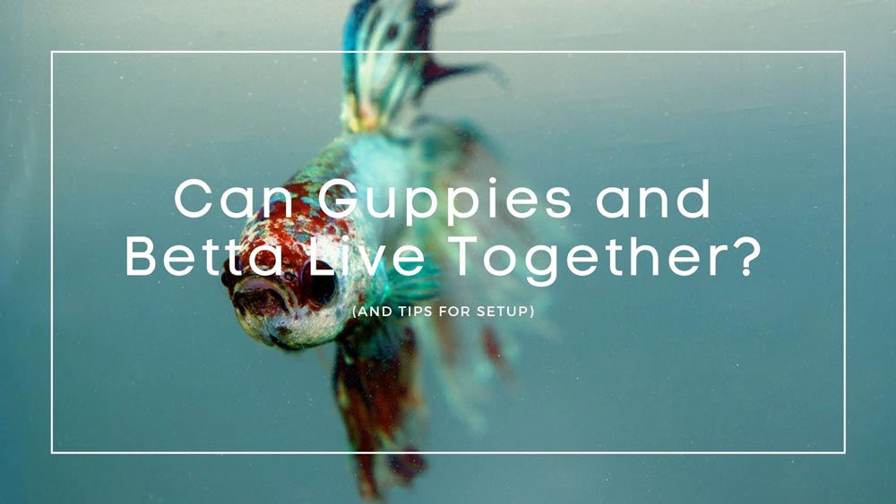 Can Guppies and Betta Live Together
