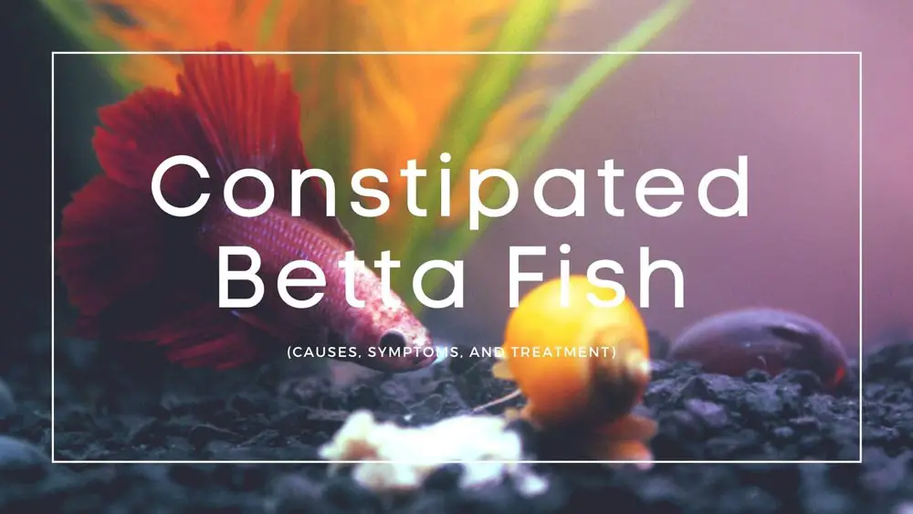 Constipated Betta Fish