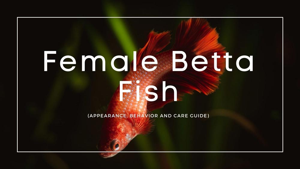 Female Betta Fish | Appearance, Behavior and Care Guide