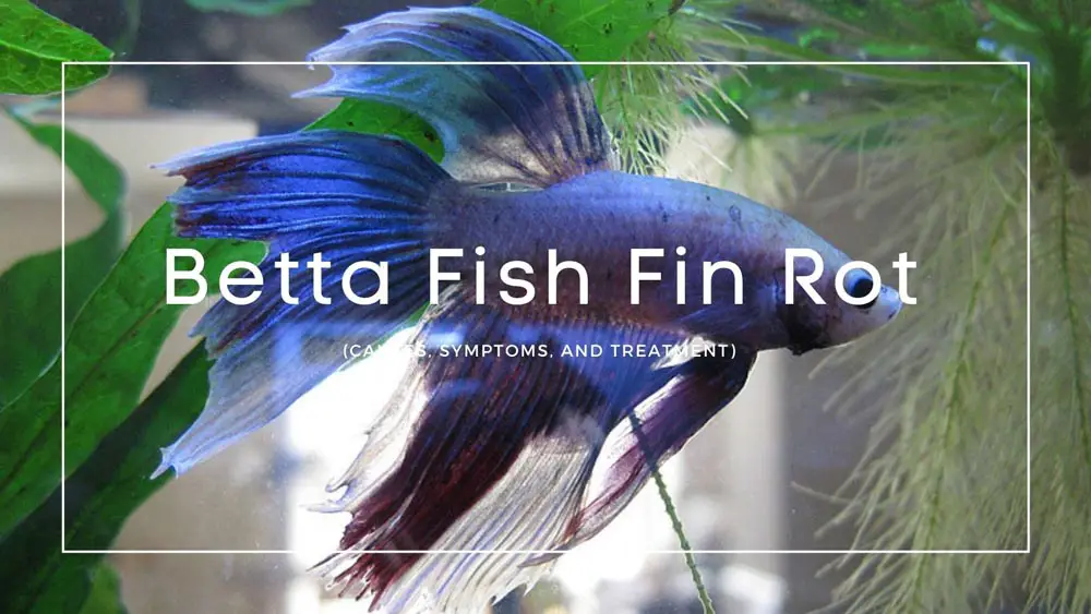 Betta Fish Fin Rot