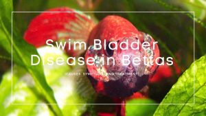Swim Bladder Disease in Bettas