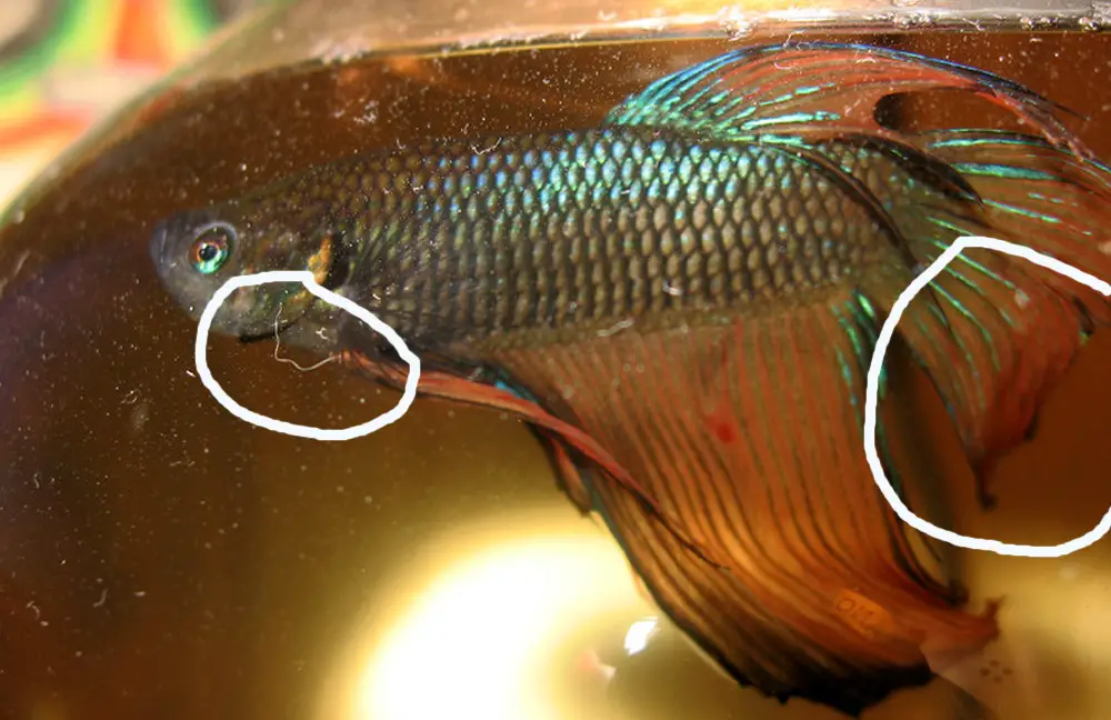 Why Does My Fish Have Fin Rot