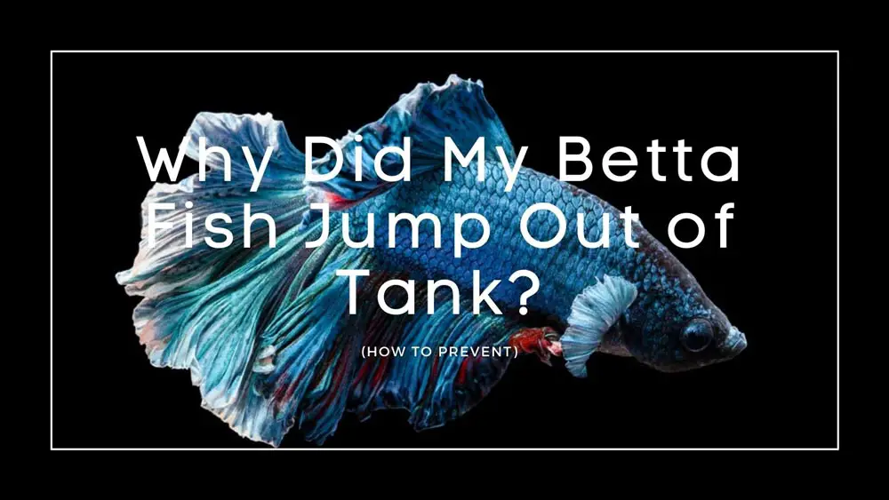 Betta fish Jump Out of Tank